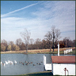  - Lake, looking North with pumphouse, dock and domestic geese and 
mallard visitors. Click to Enlarge