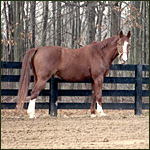  - Past resident - Ibrahim, 17.3 hand, 1,600 pound, Warmblood. Click to Enlarge